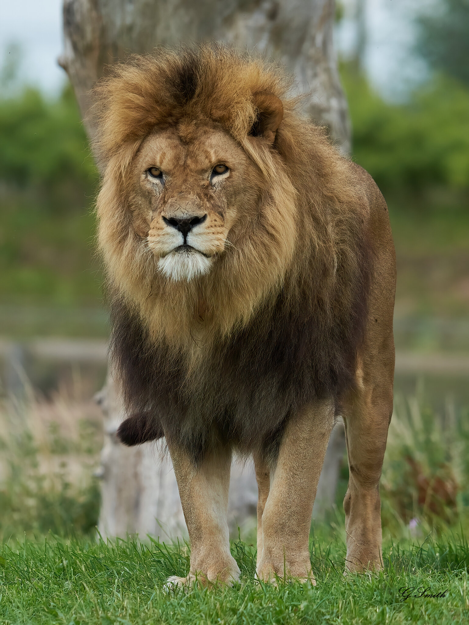 lion 2020 5.jpg