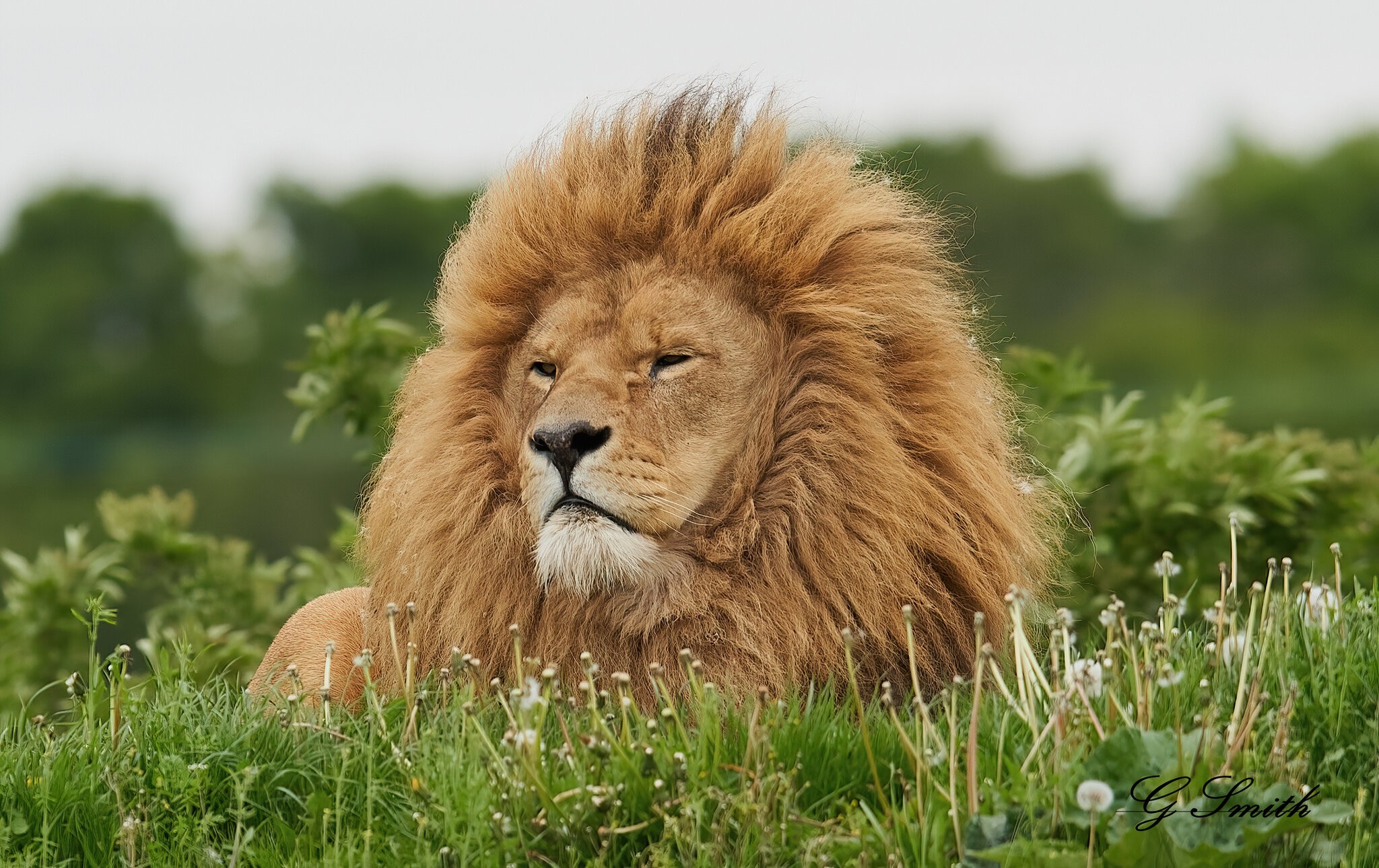 lion (3).jpg