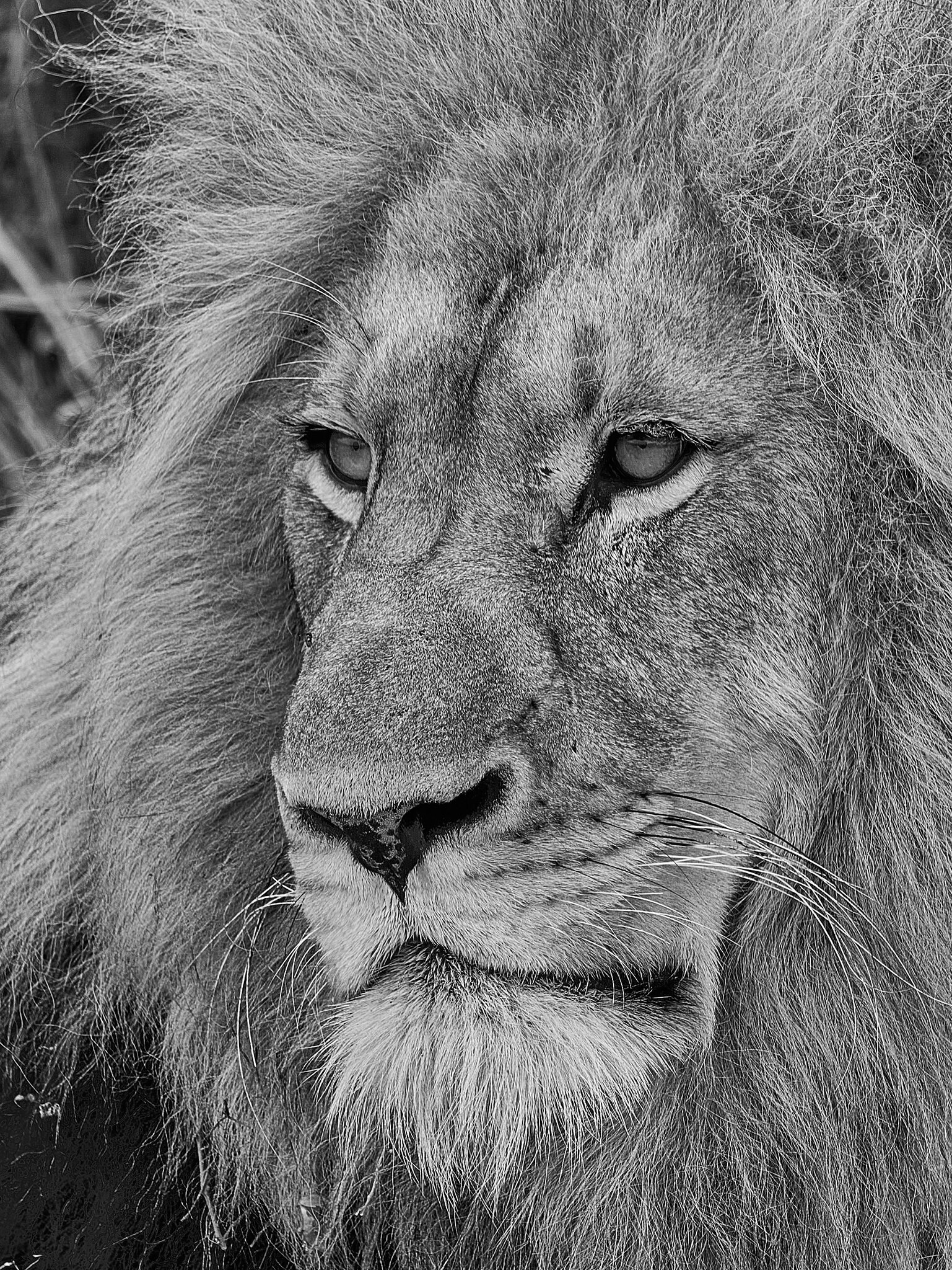 Lion BW - Karongwe - 11112017 - 01.jpg