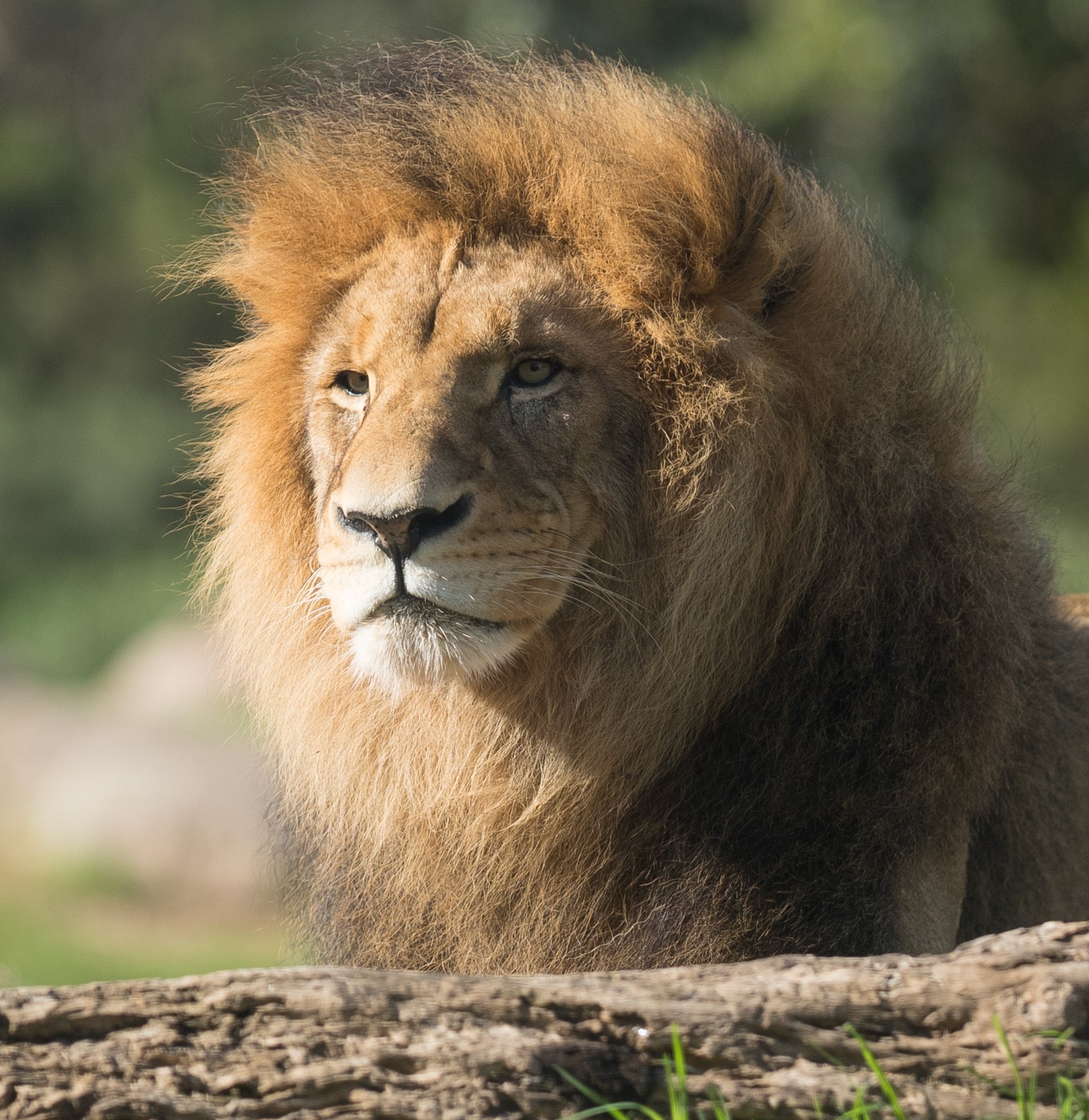 Lion_details.jpg