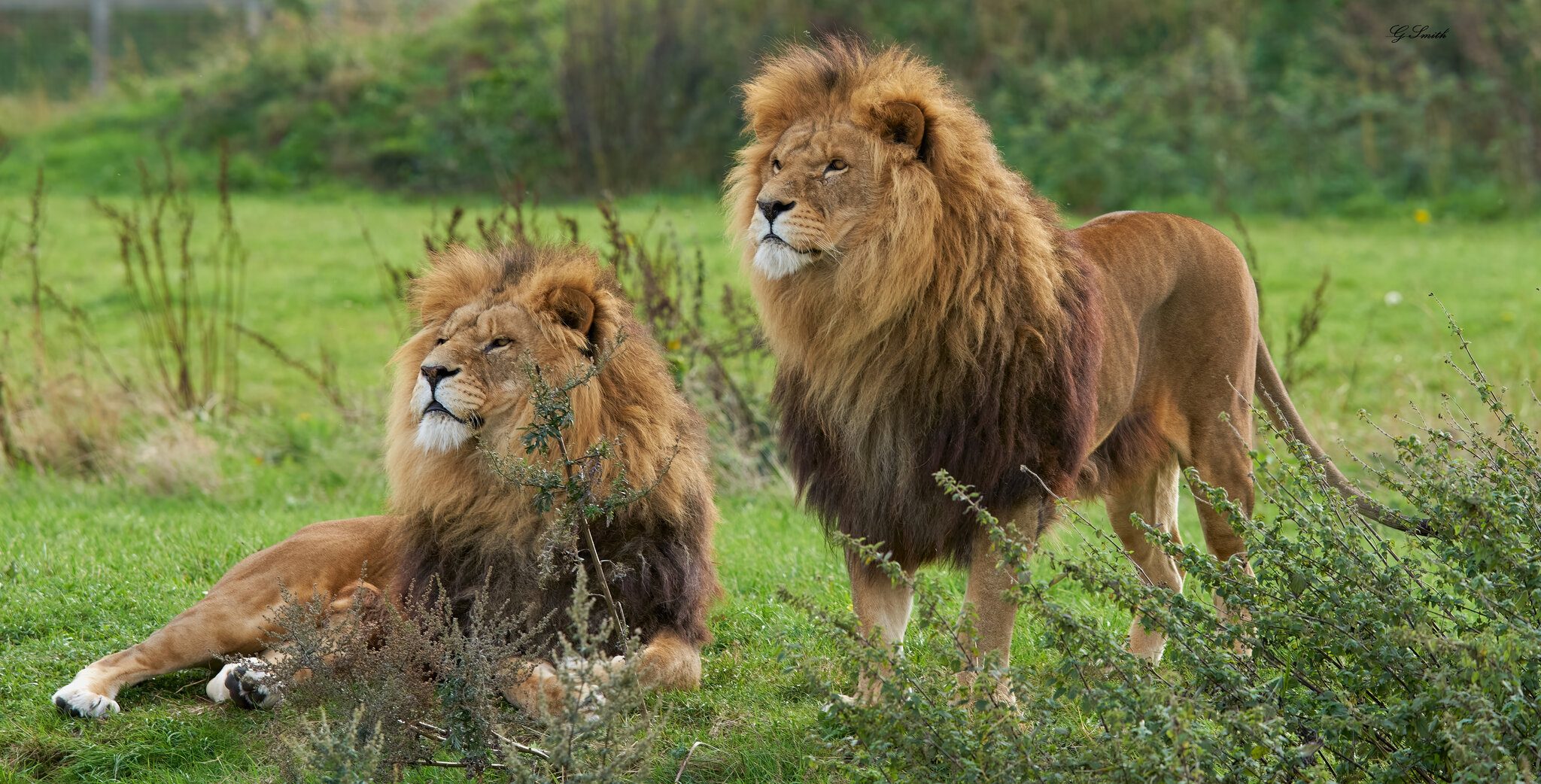 lions  2018 1.jpg