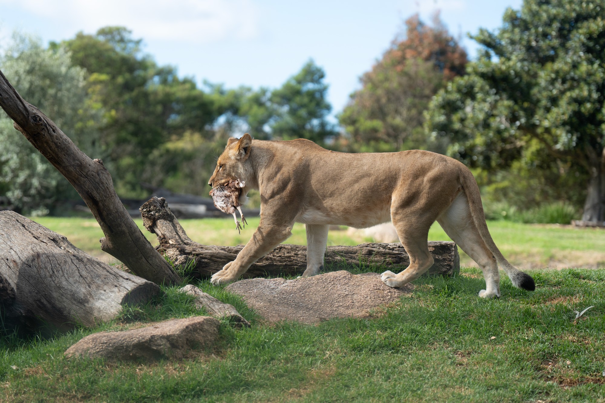 LionsAreNotVegan2k.jpg