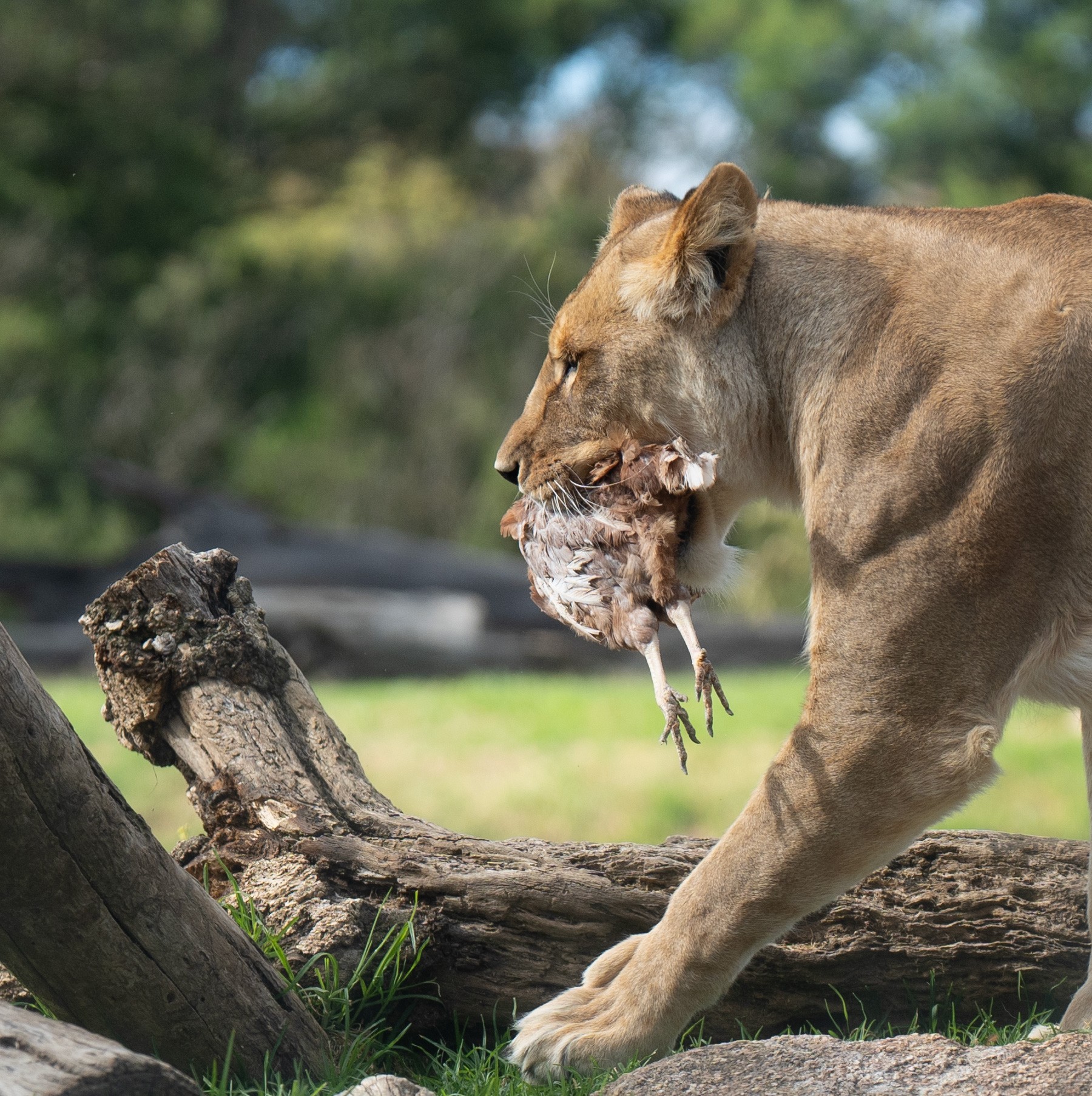 LionsAreNotVeganCrop.jpg