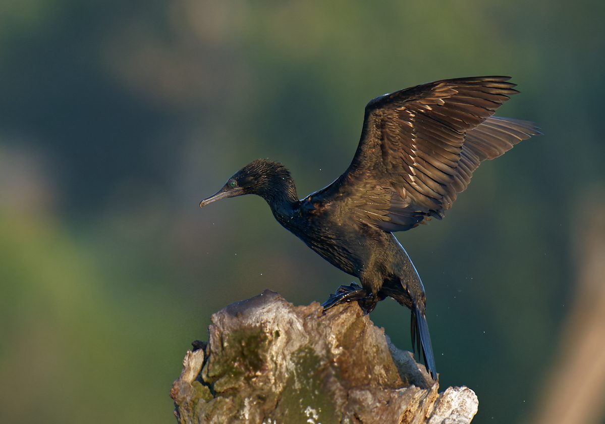 Little Black Cormorant flapping (3).jpg