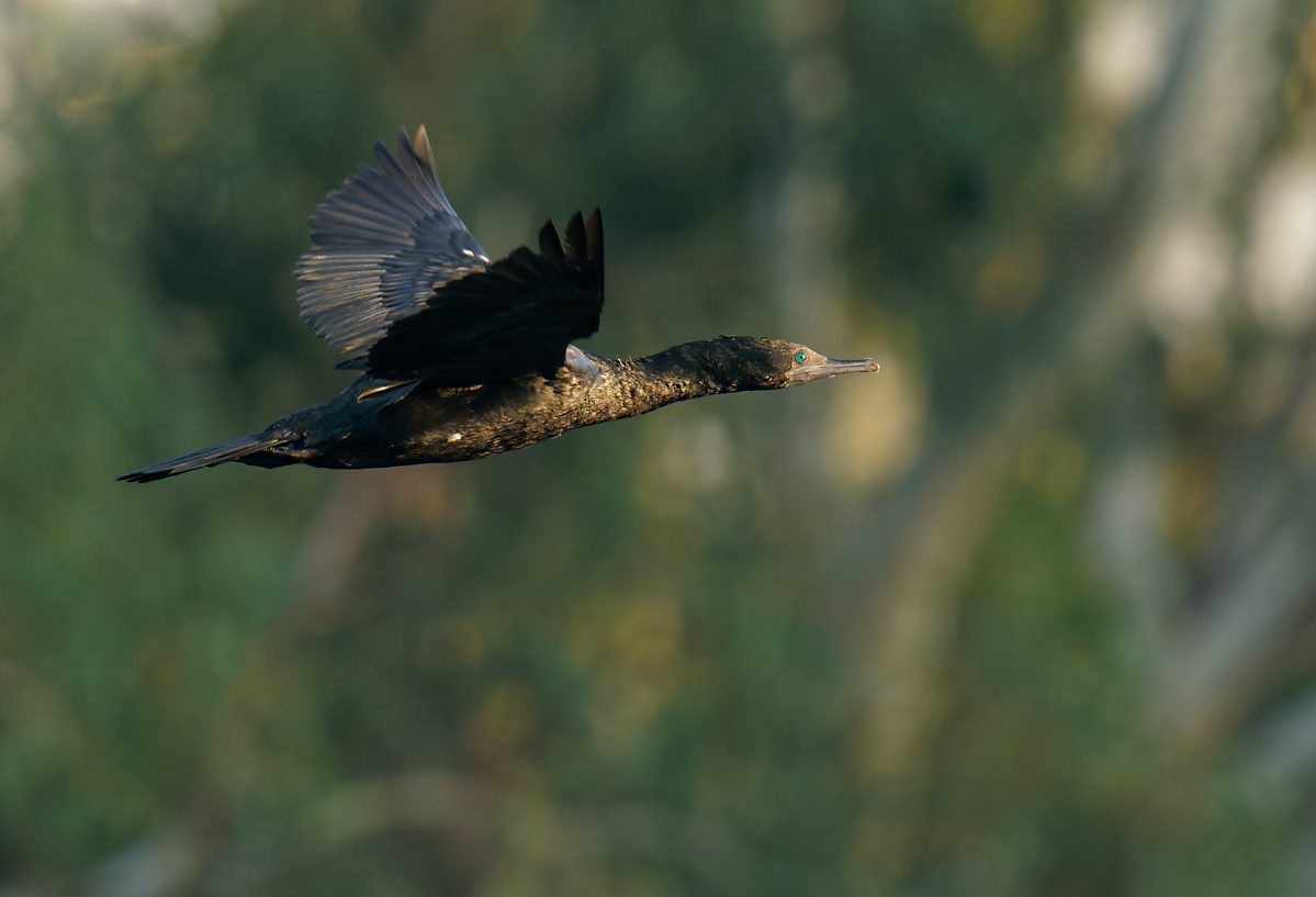 Little Black Cormorant IF (15).jpg