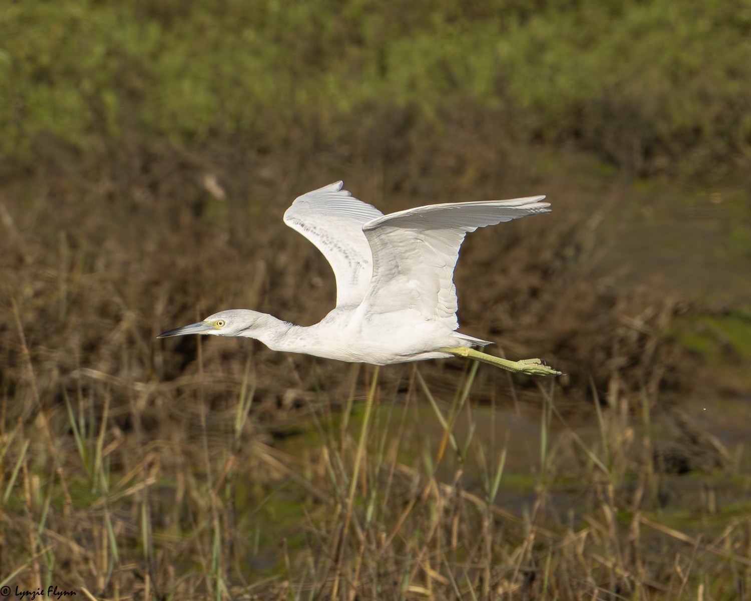 Little Blue Heron 3829.jpg