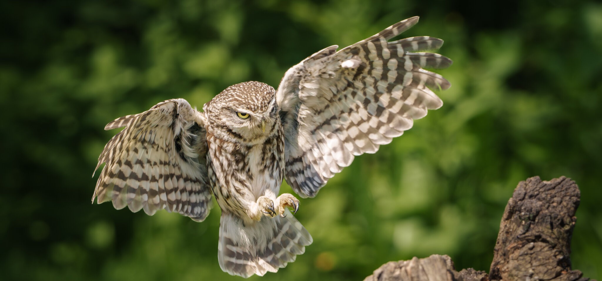 Little Owl-4.jpg
