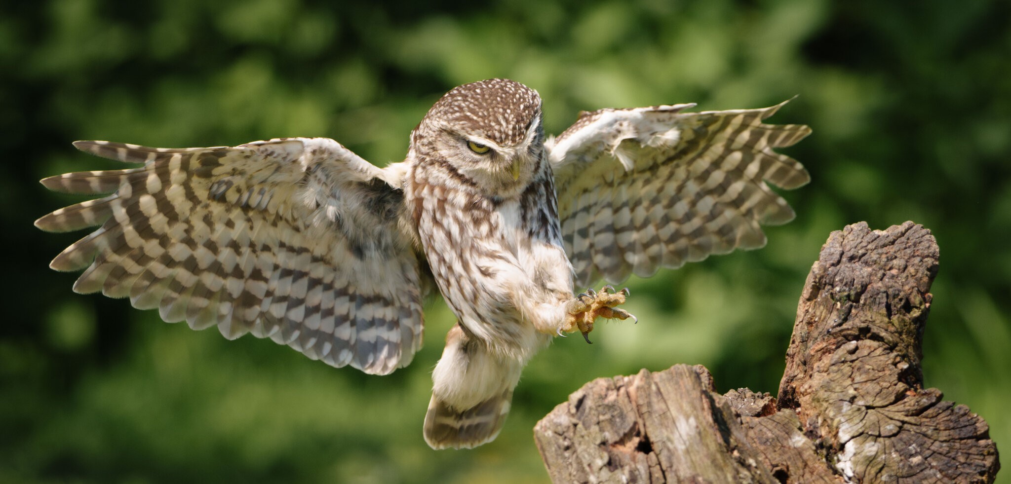 Little Owl-5.jpg