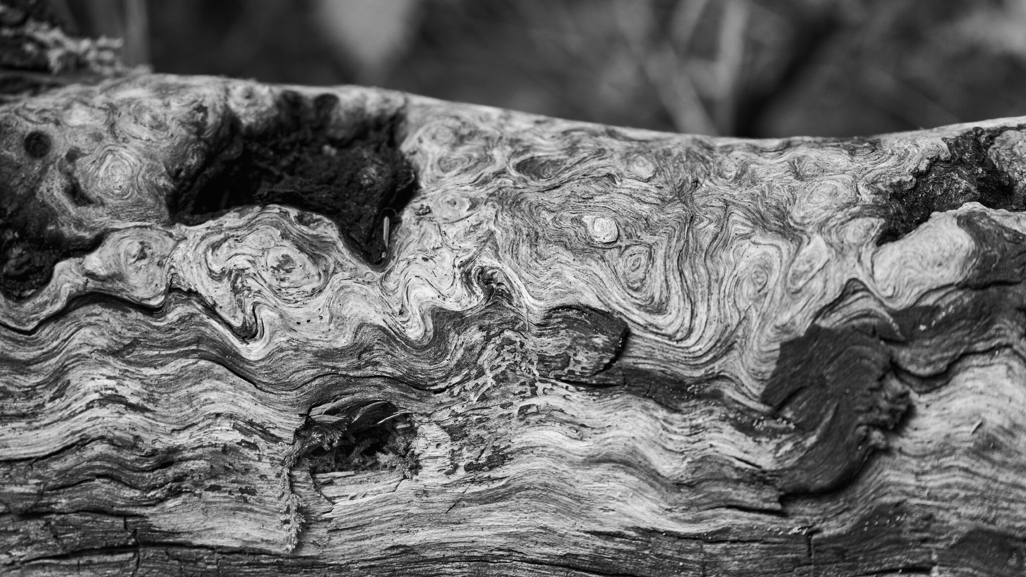 Log - Cobscook Shores Park Maine - 06222025 - 01 BW.jpg