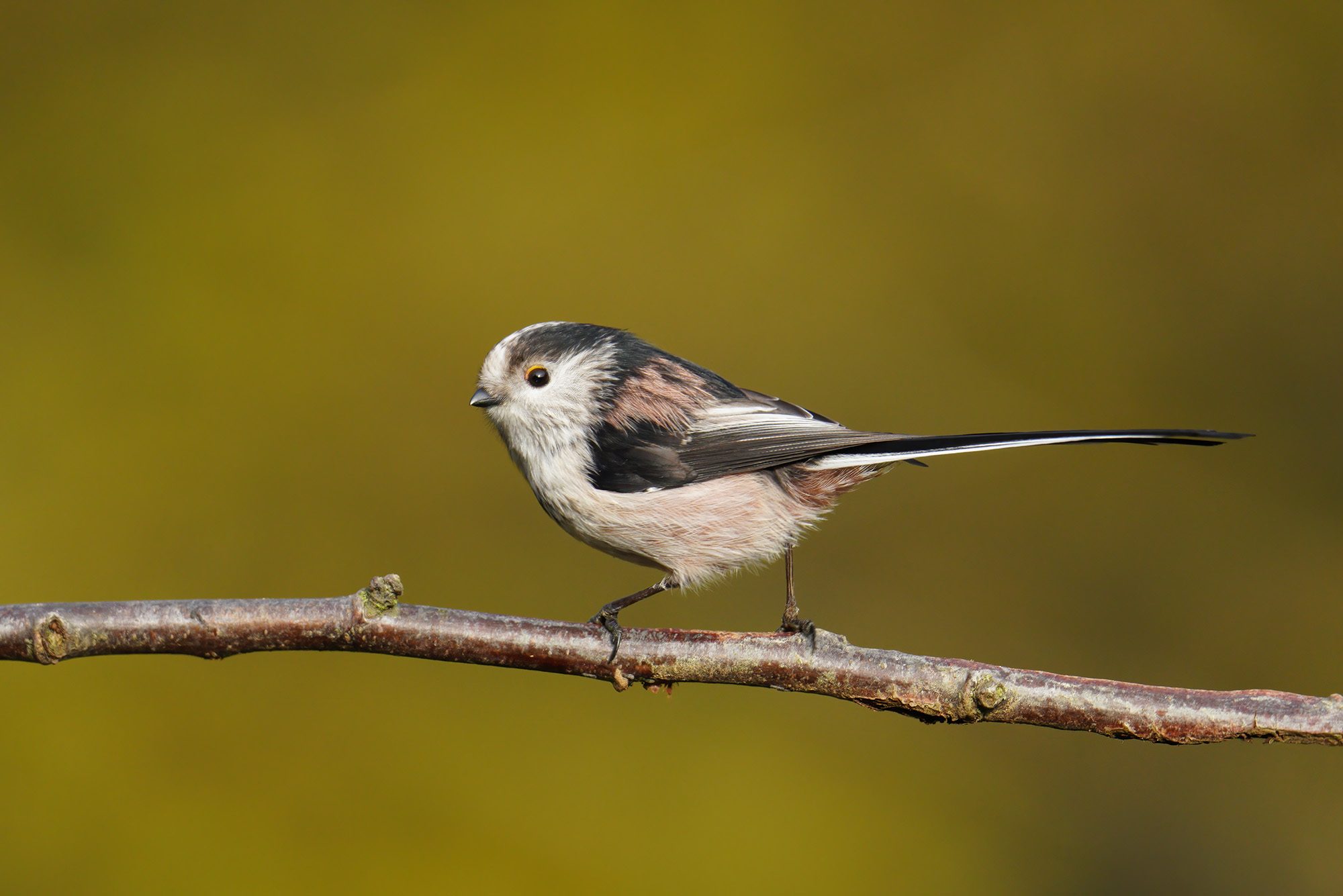 long-tailed-tit-2000px.jpg