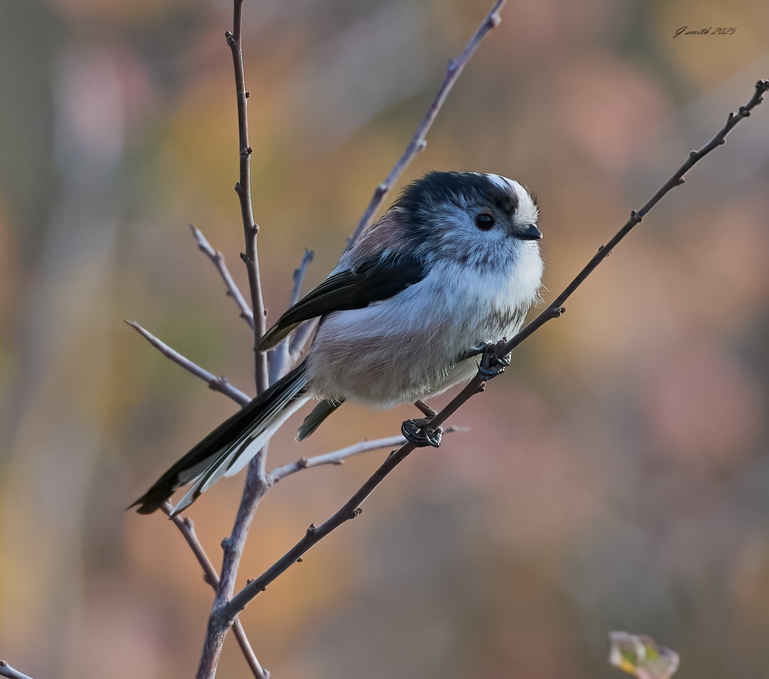 long tailed tit 2025 .jpg