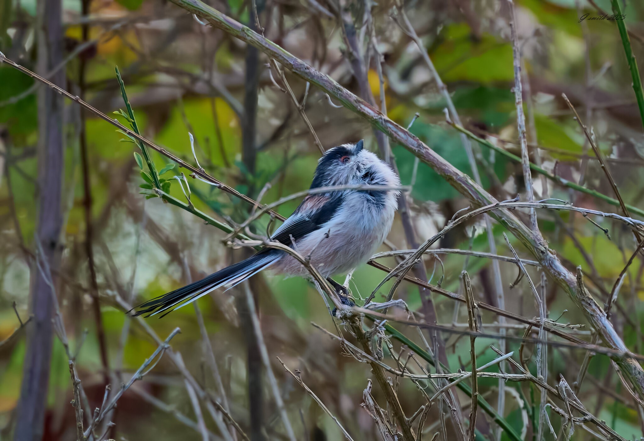 long tailed tit 2025_11.jpg