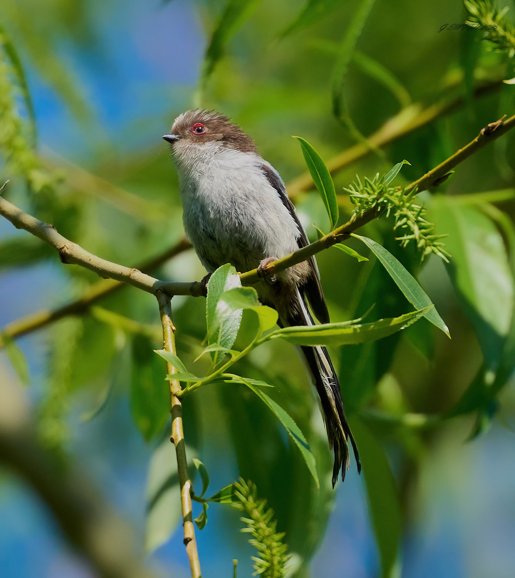 long tailed tit 2025_2.jpg