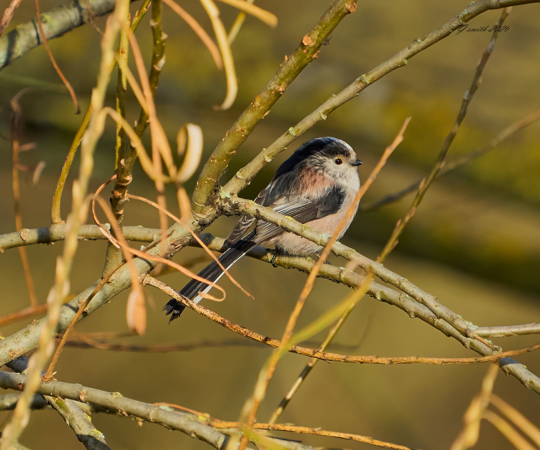 long tailed tit 2026_1.jpg