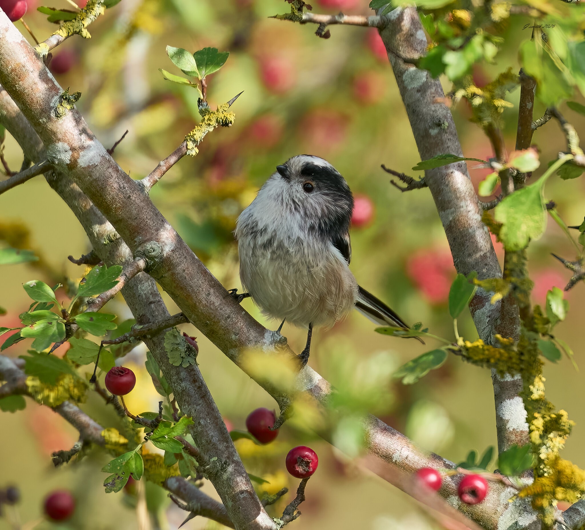 long tailed tit 2026_1.jpg