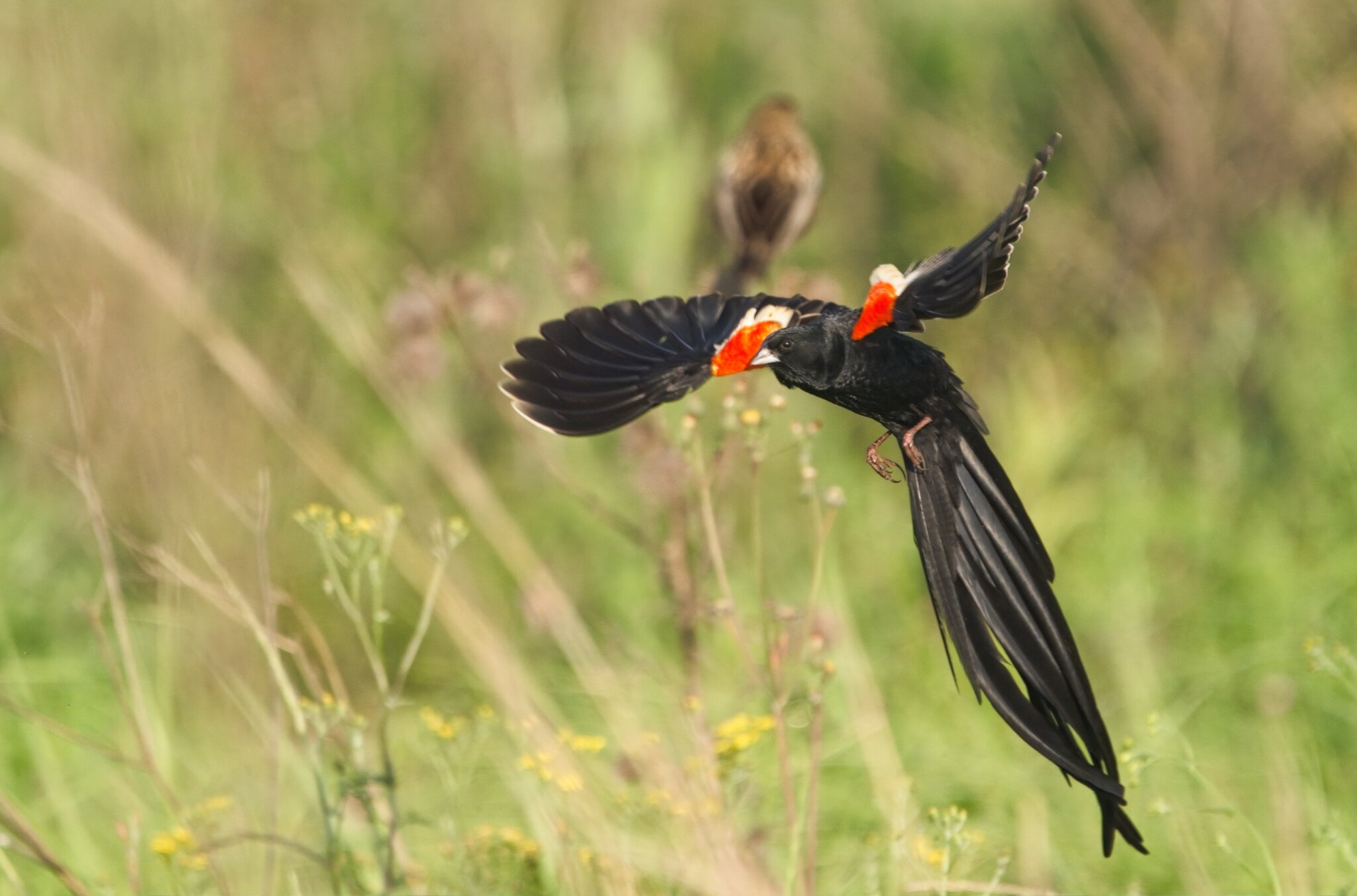 Long-Tailed Widow bird 1.jpg