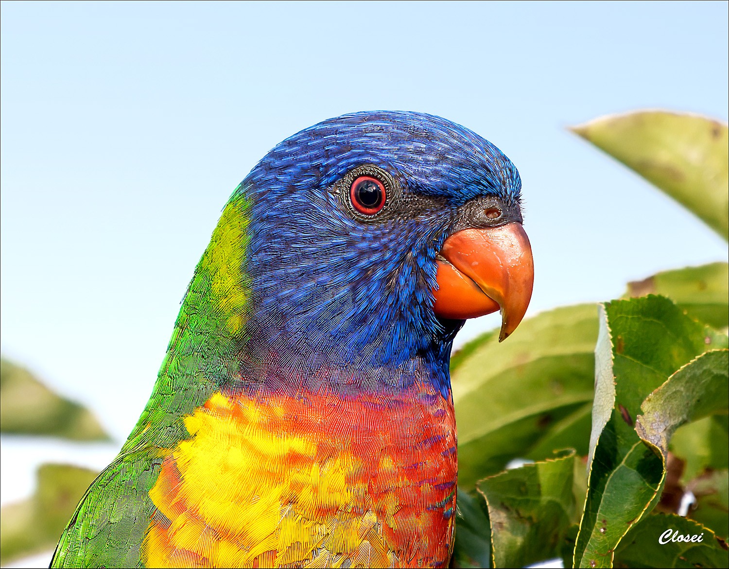 Lorikeet 4-r.jpg
