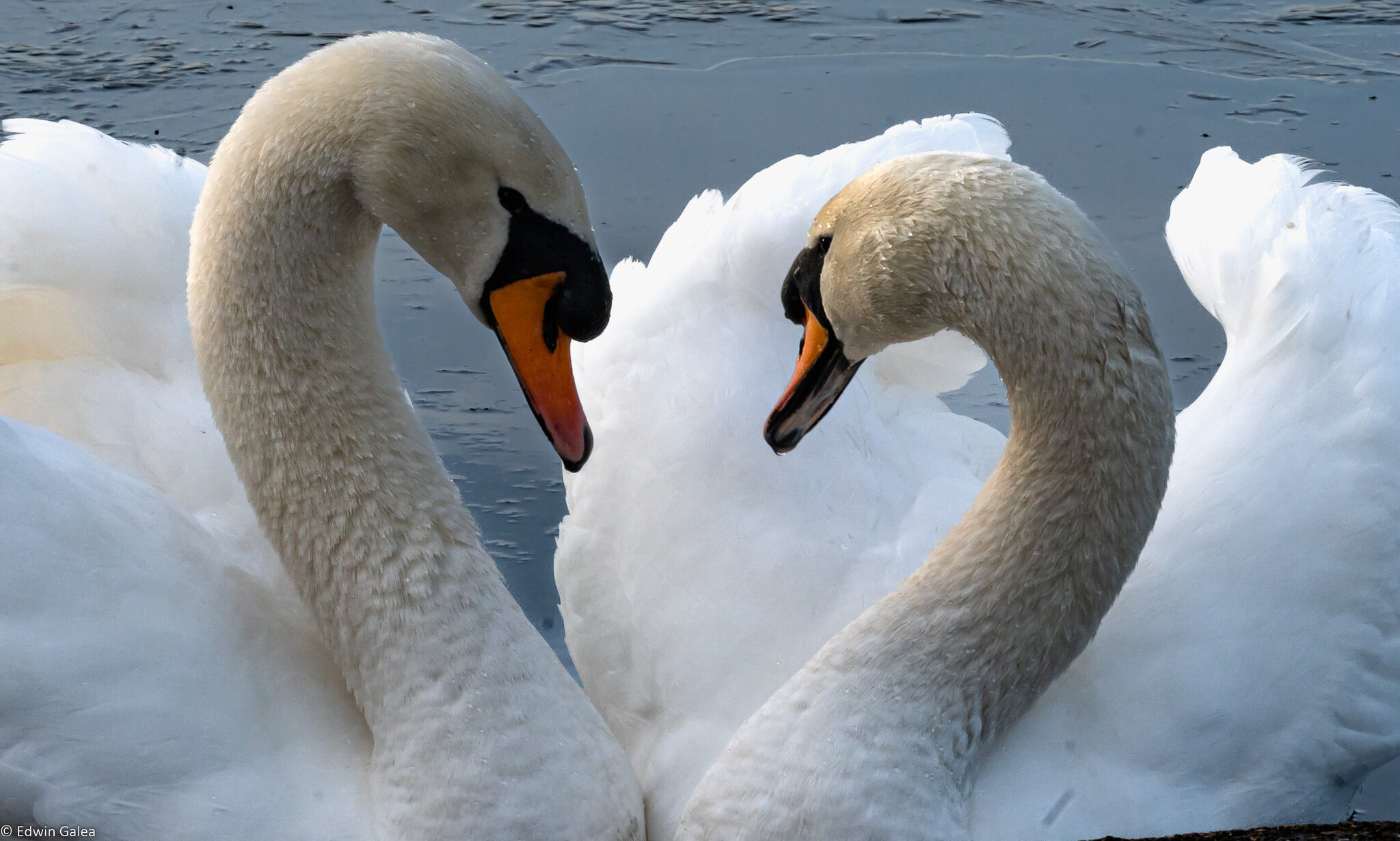 lover_swans-2.jpg