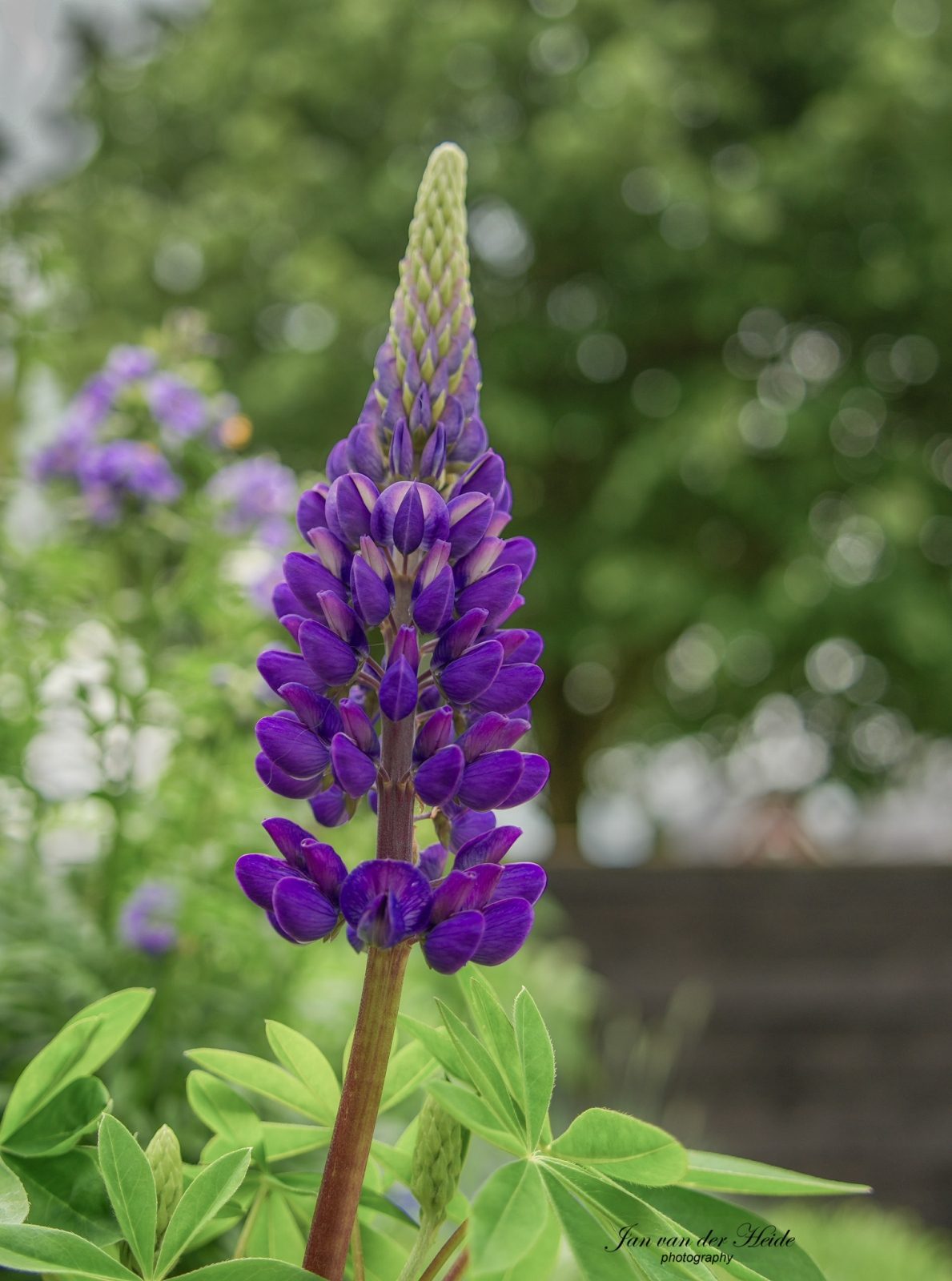 Lupine1.jpg