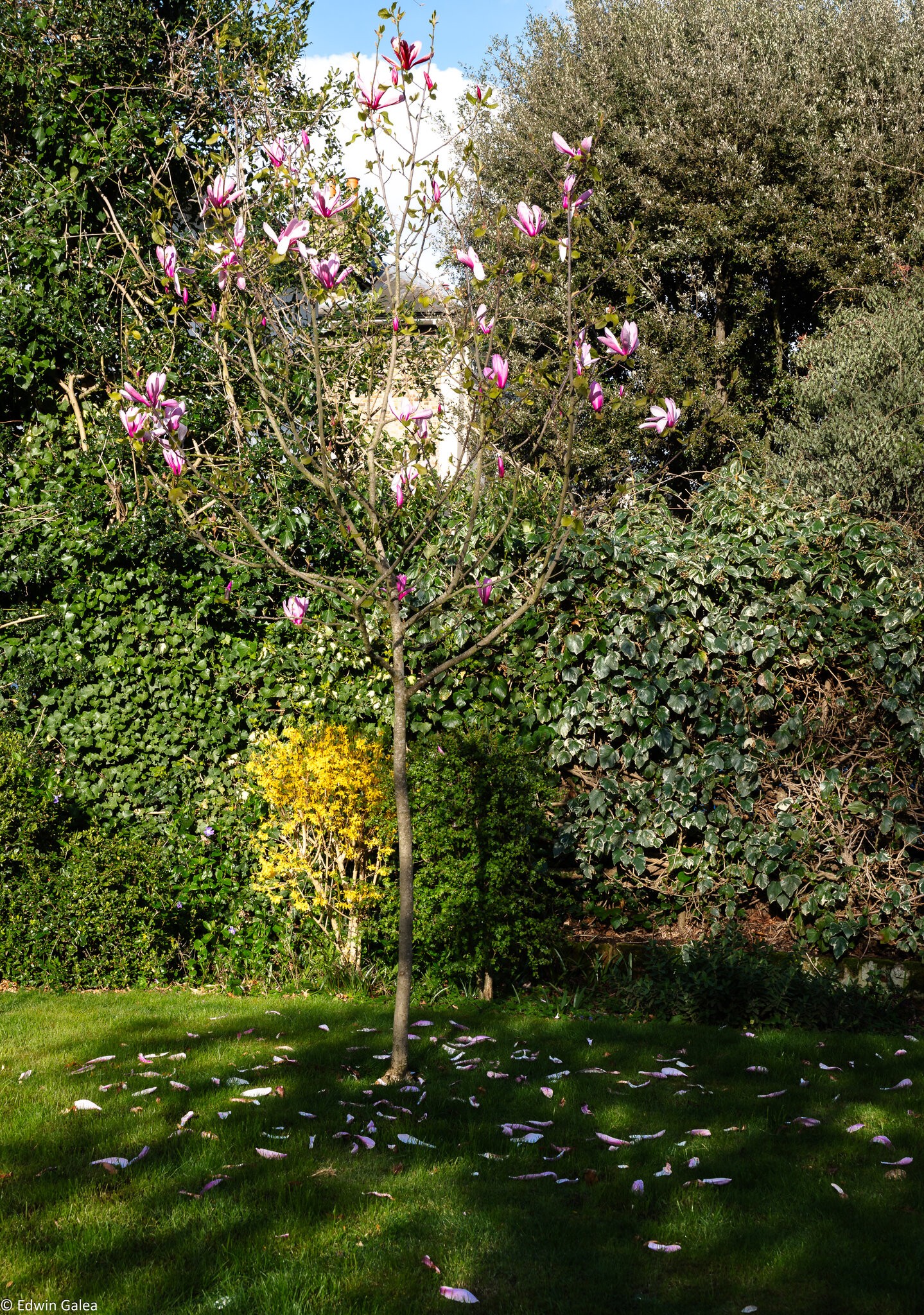 magnolia-1.jpg