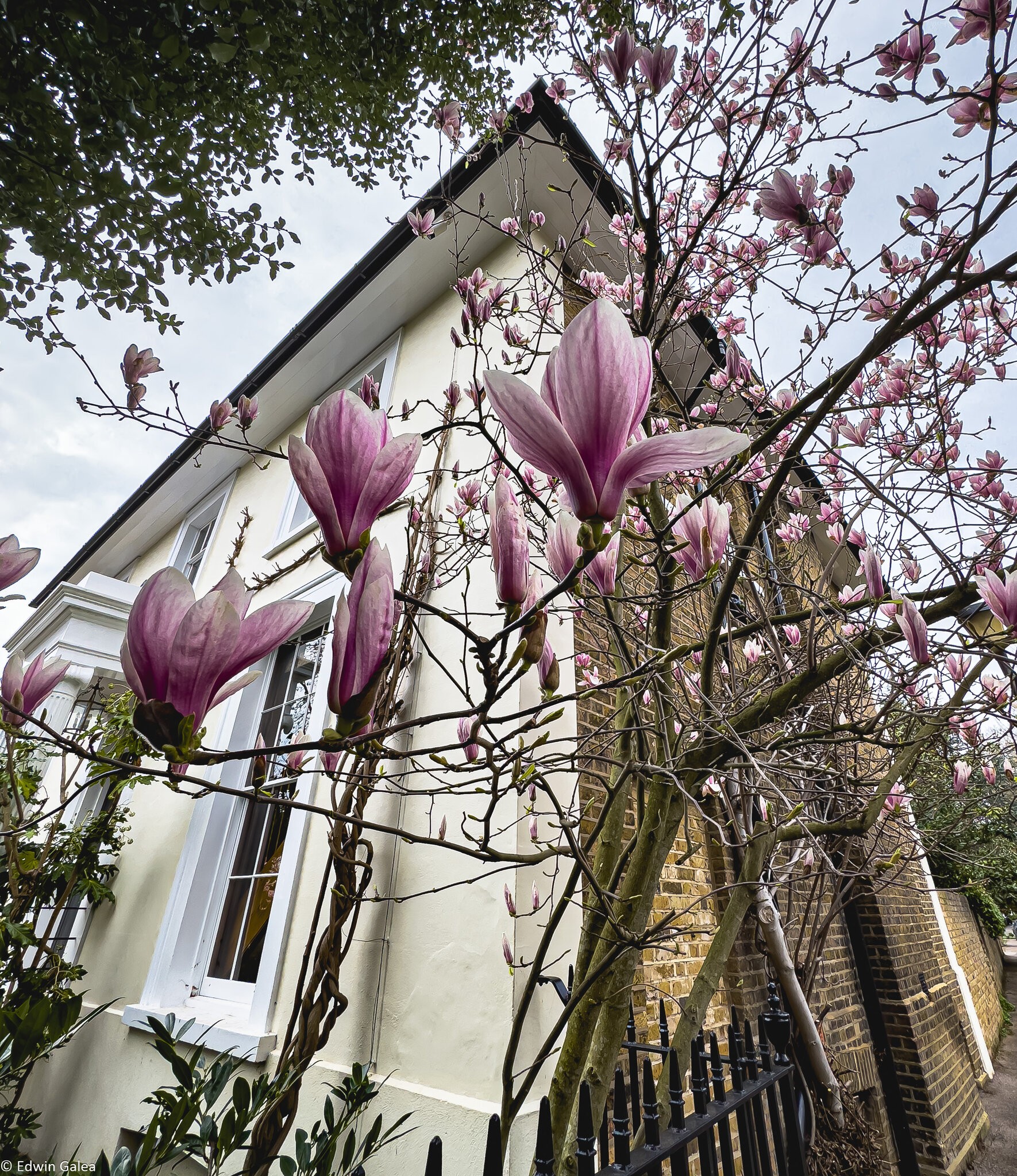 magnolia_house_iphone-2.jpg