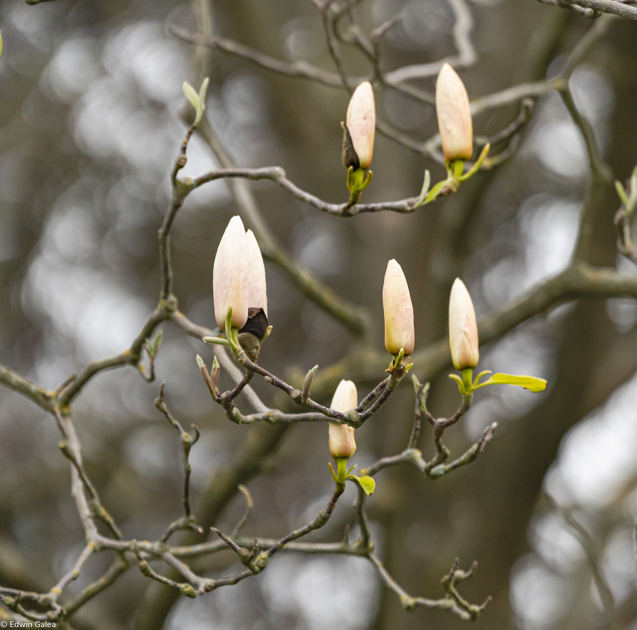magnolia_tree-1.jpg