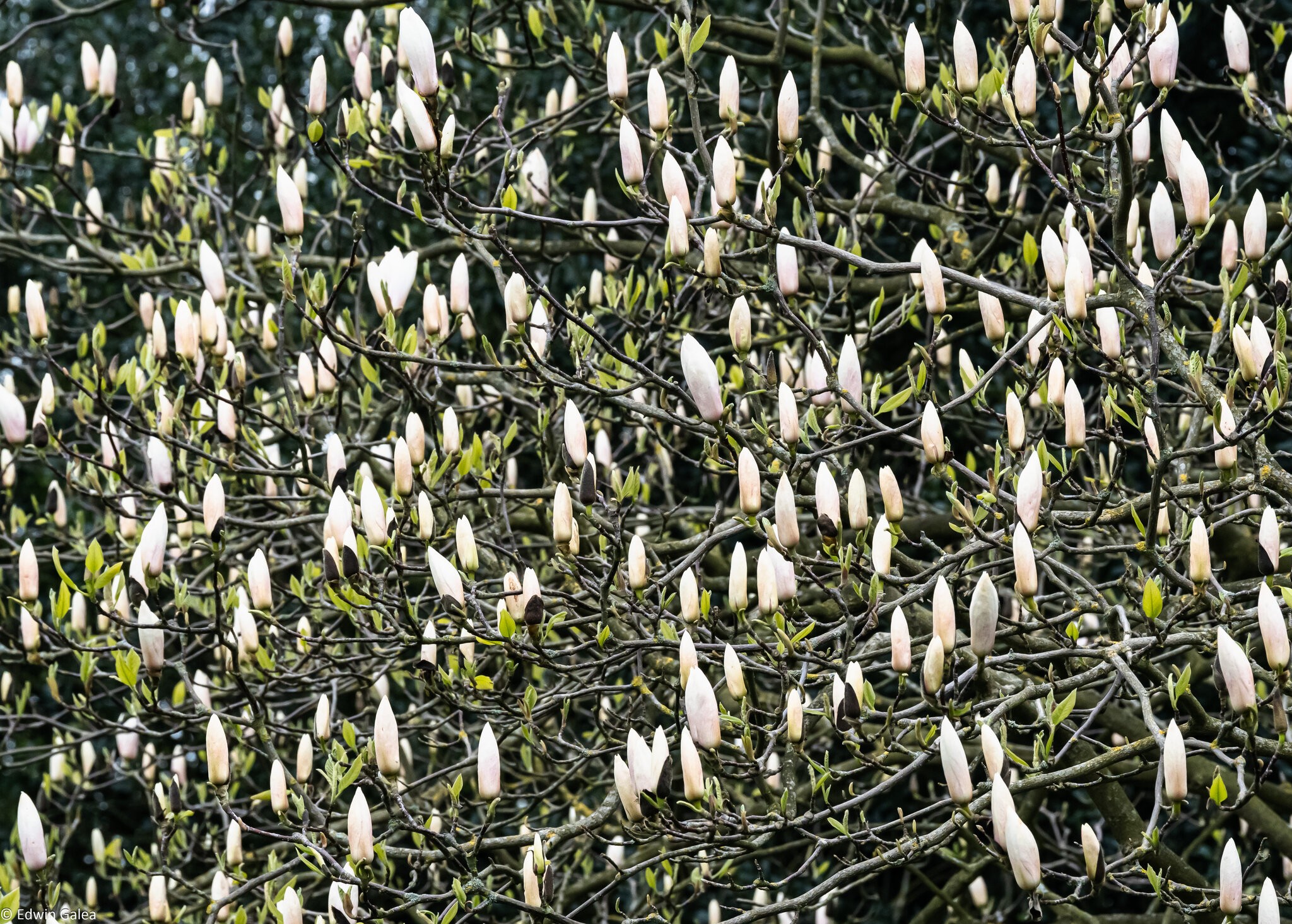 magnolia_tree-4.jpg
