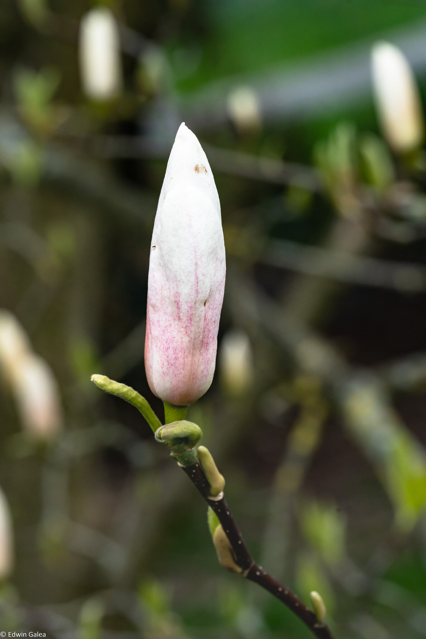 magnolia_tree-5.jpg