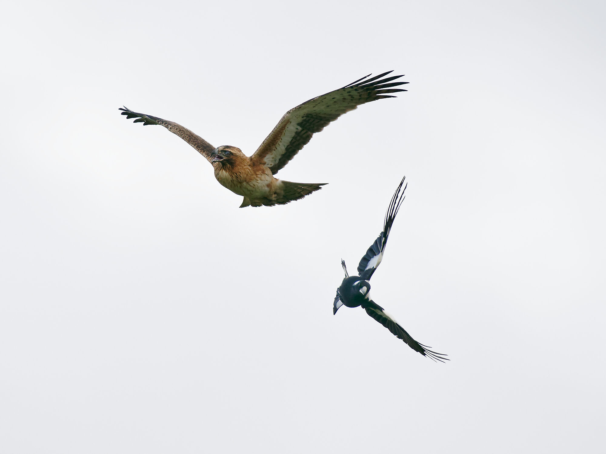 Magpie harasses Little Eagle (9).jpg