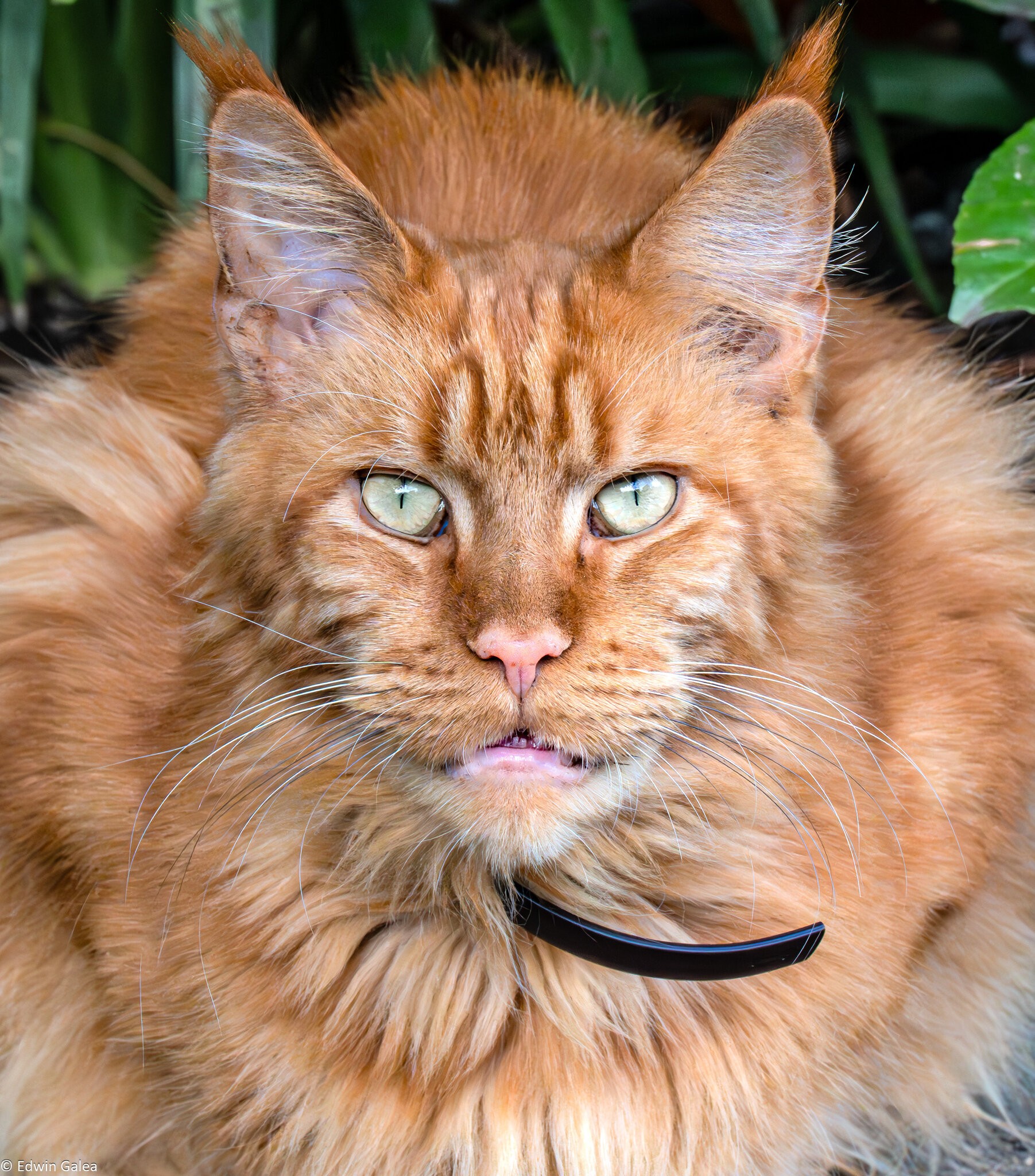 maine coon red hdr-2.jpg