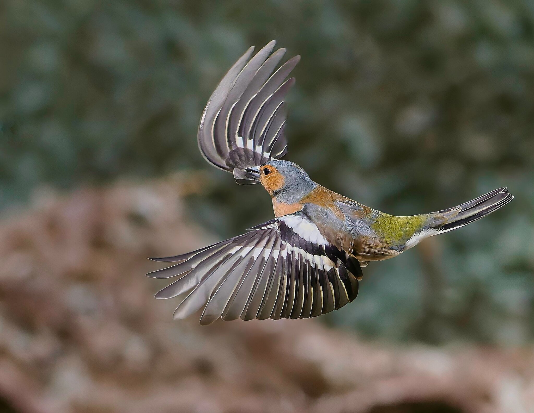 Male Chaffinch in Flight.jpg