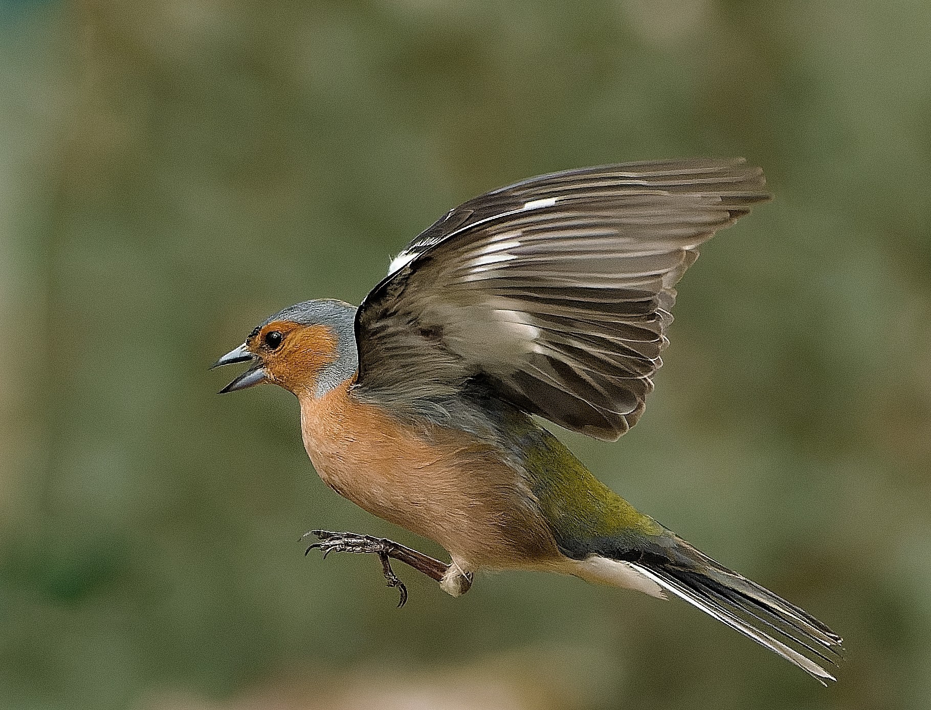 Male Chaffinch in Flight_2.jpg