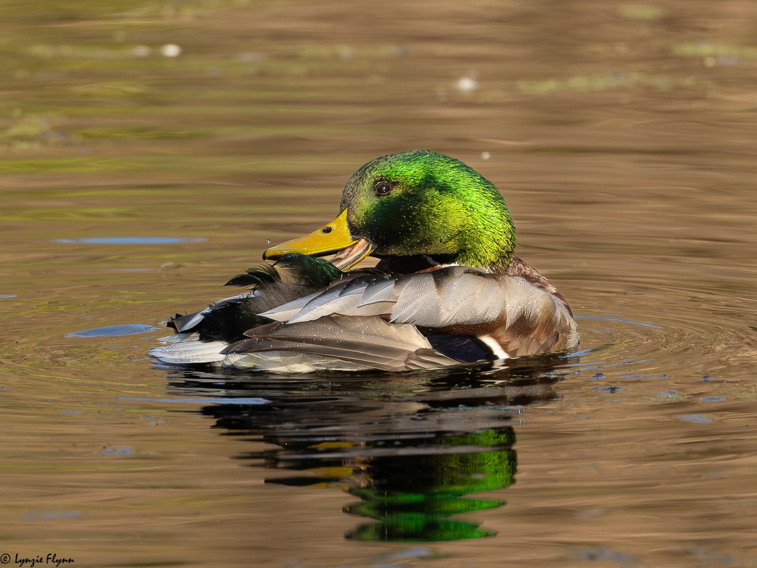 Mallard 0414.jpg