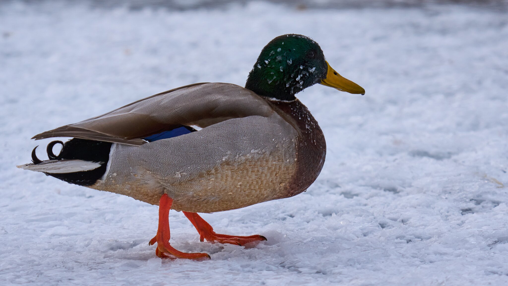 Mallard - Brandywine - 02012026 - 06 - DN.jpg