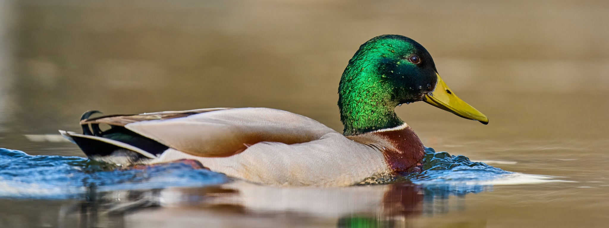 Mallard - Brandywine - 04042026 - 03.jpg