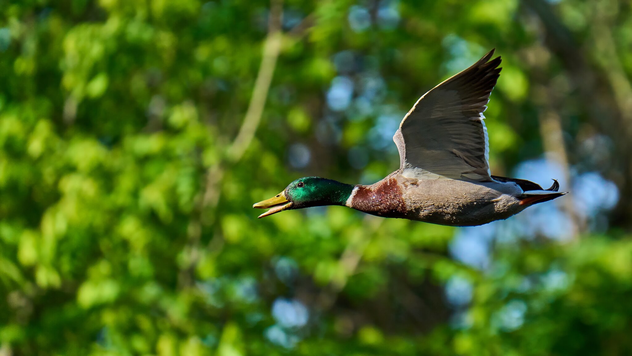 Mallard - Brandywine - 05252025 - 05 - DN.jpg