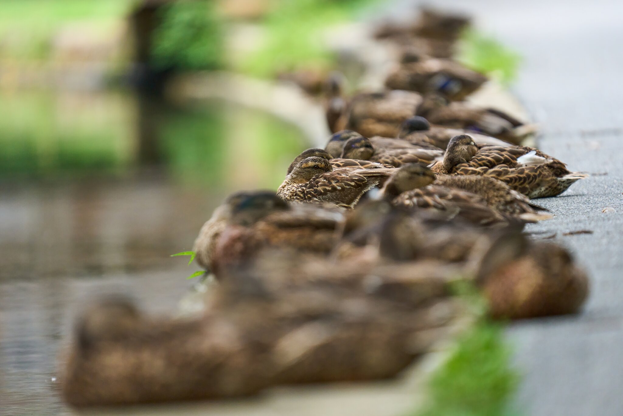 Mallard - Brandywine - 08022025 - 01 - DN.jpg