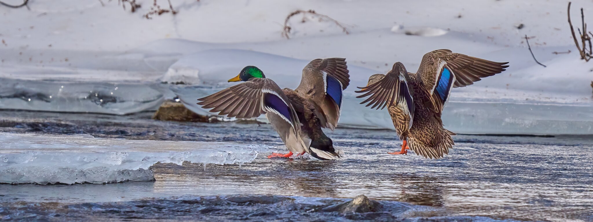 Mallard - Brandywine Park - 02012026 - 12 - DN.jpg