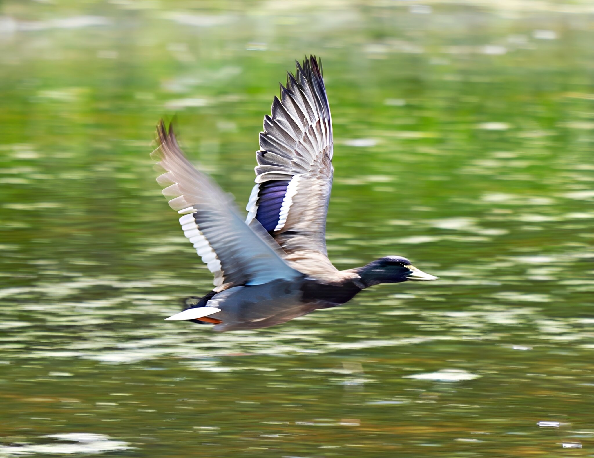 Mallard Final.jpg