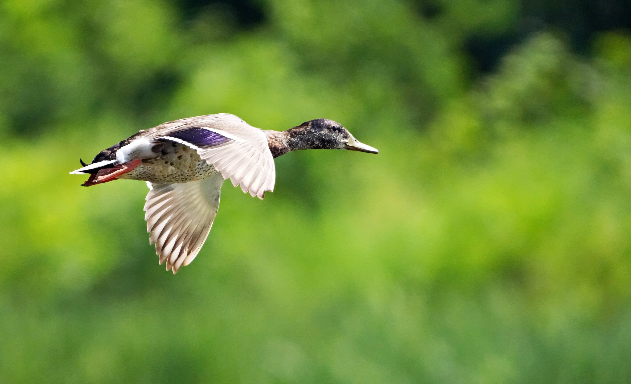 Mallard.jpg
