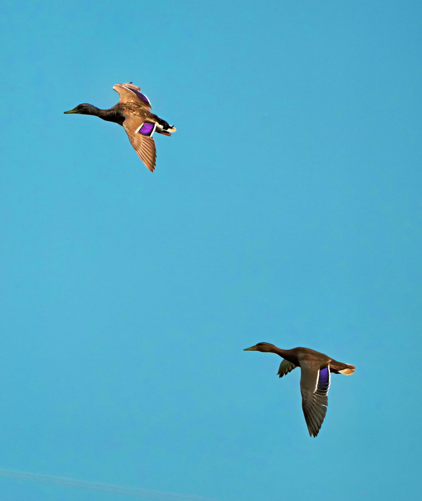 Mallards1.jpg