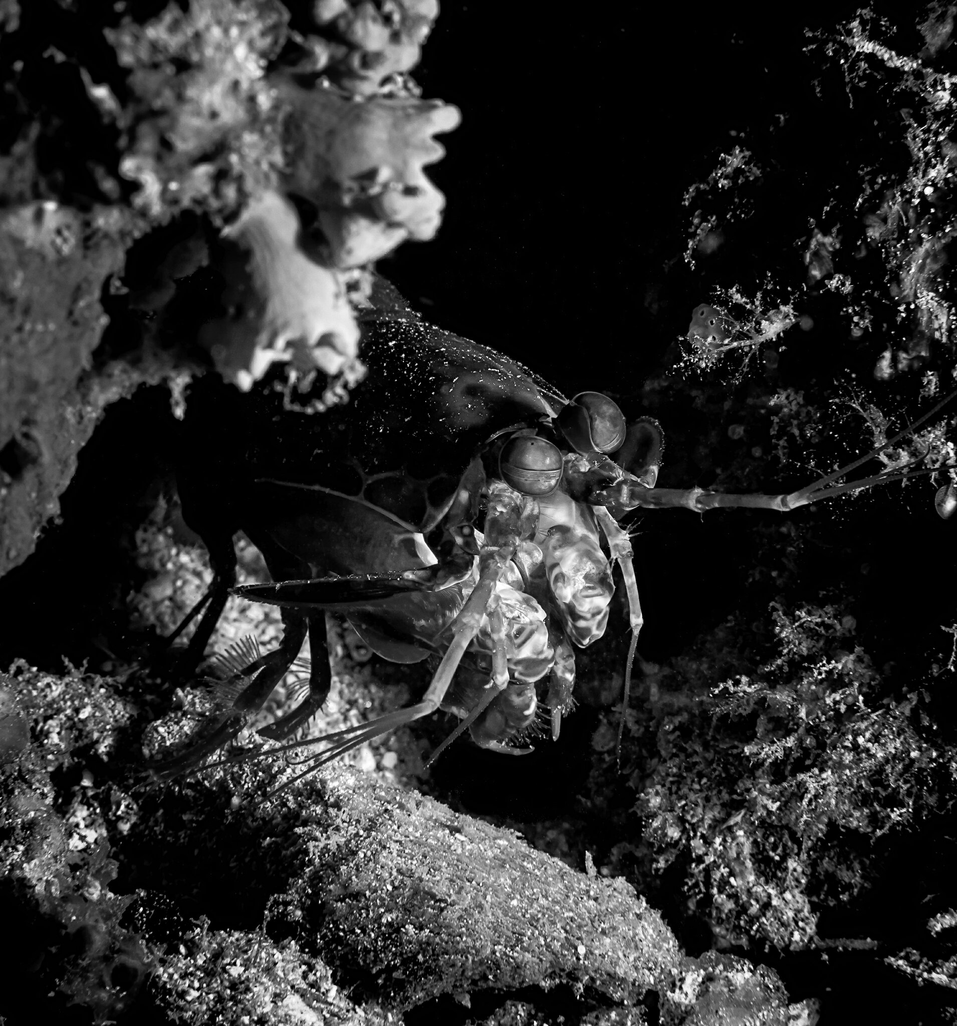 Mantis Shrimp Philippines 2016Phil Mono 8.jpg