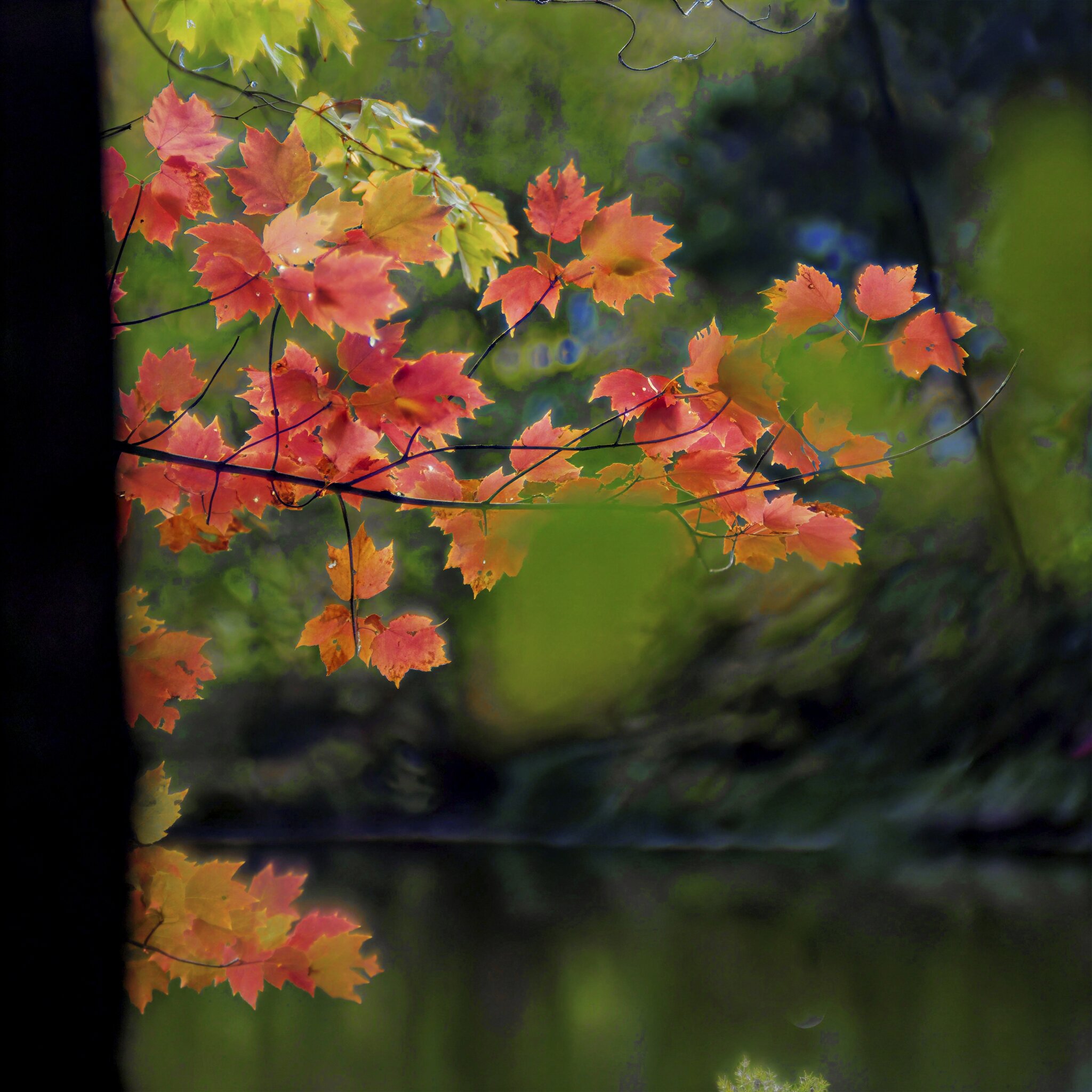 Maple.jpg