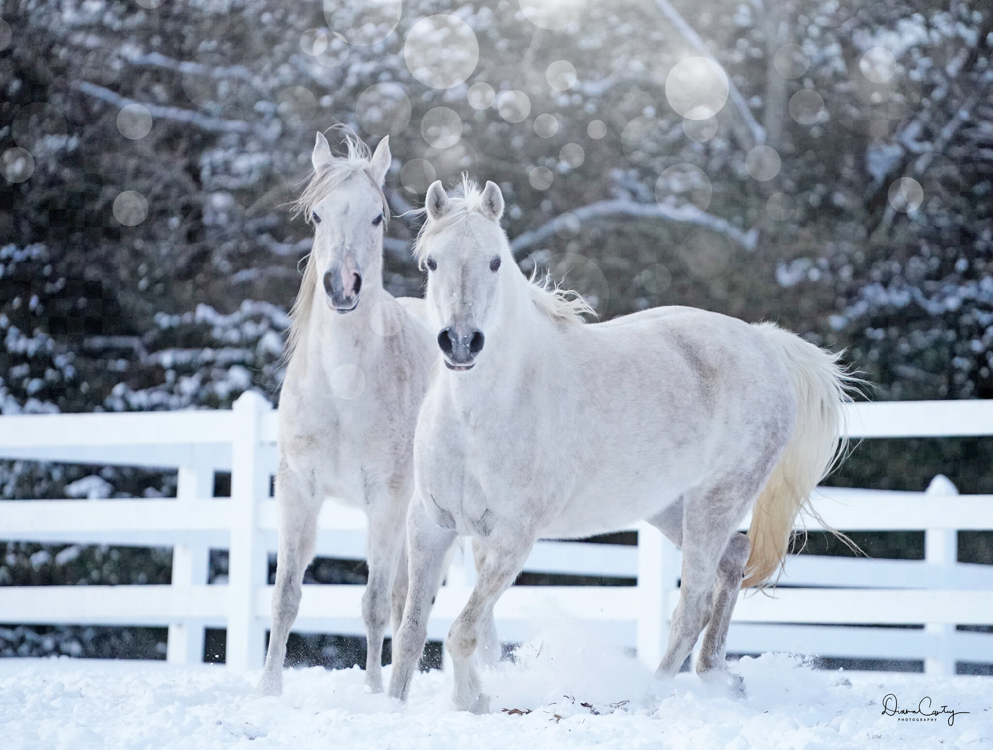 mares in snow DSC01174 copy.jpg