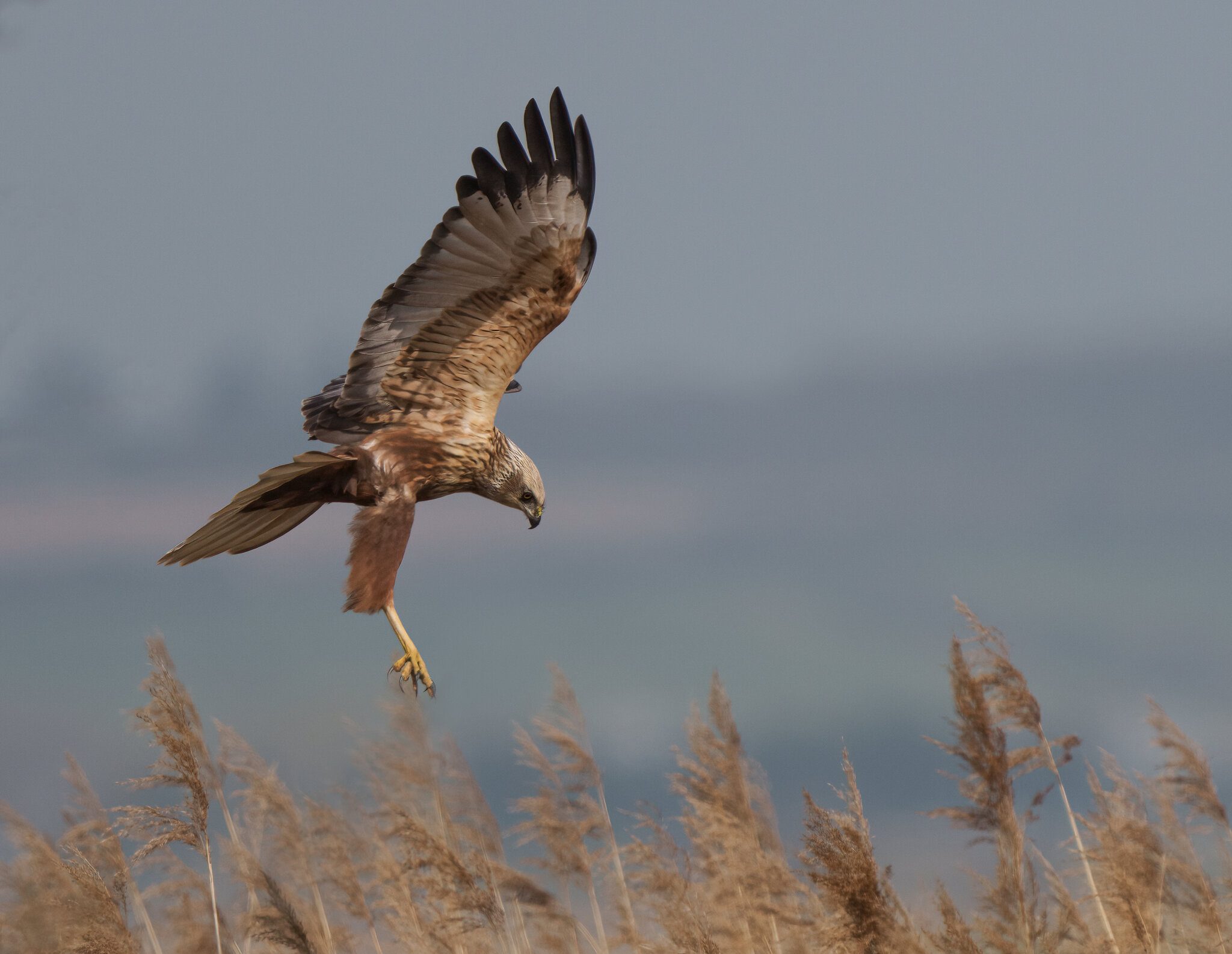 Marsh Harrier (2).jpg