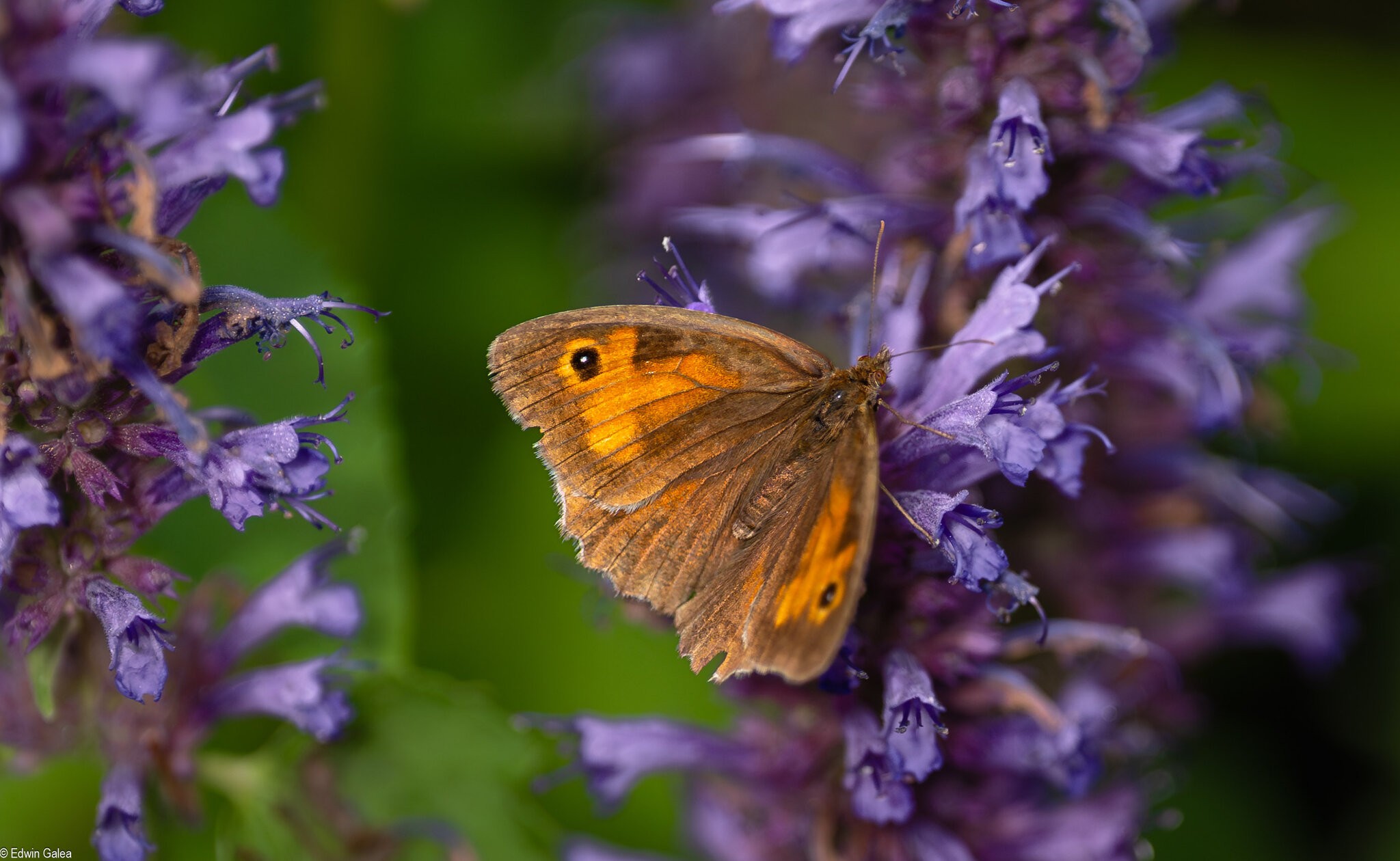 meadow brown in Greenwich-3.jpg
