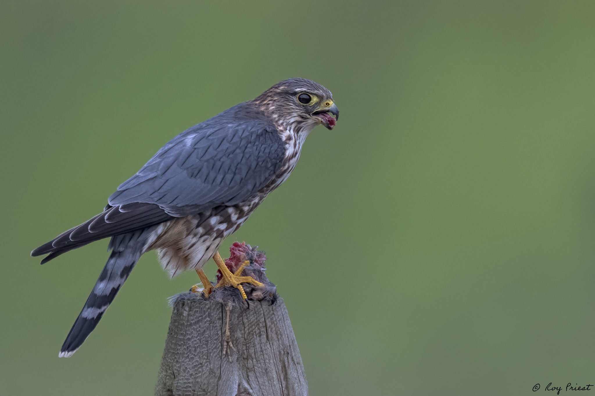 Merlin-ROY-A1-3760.jpg