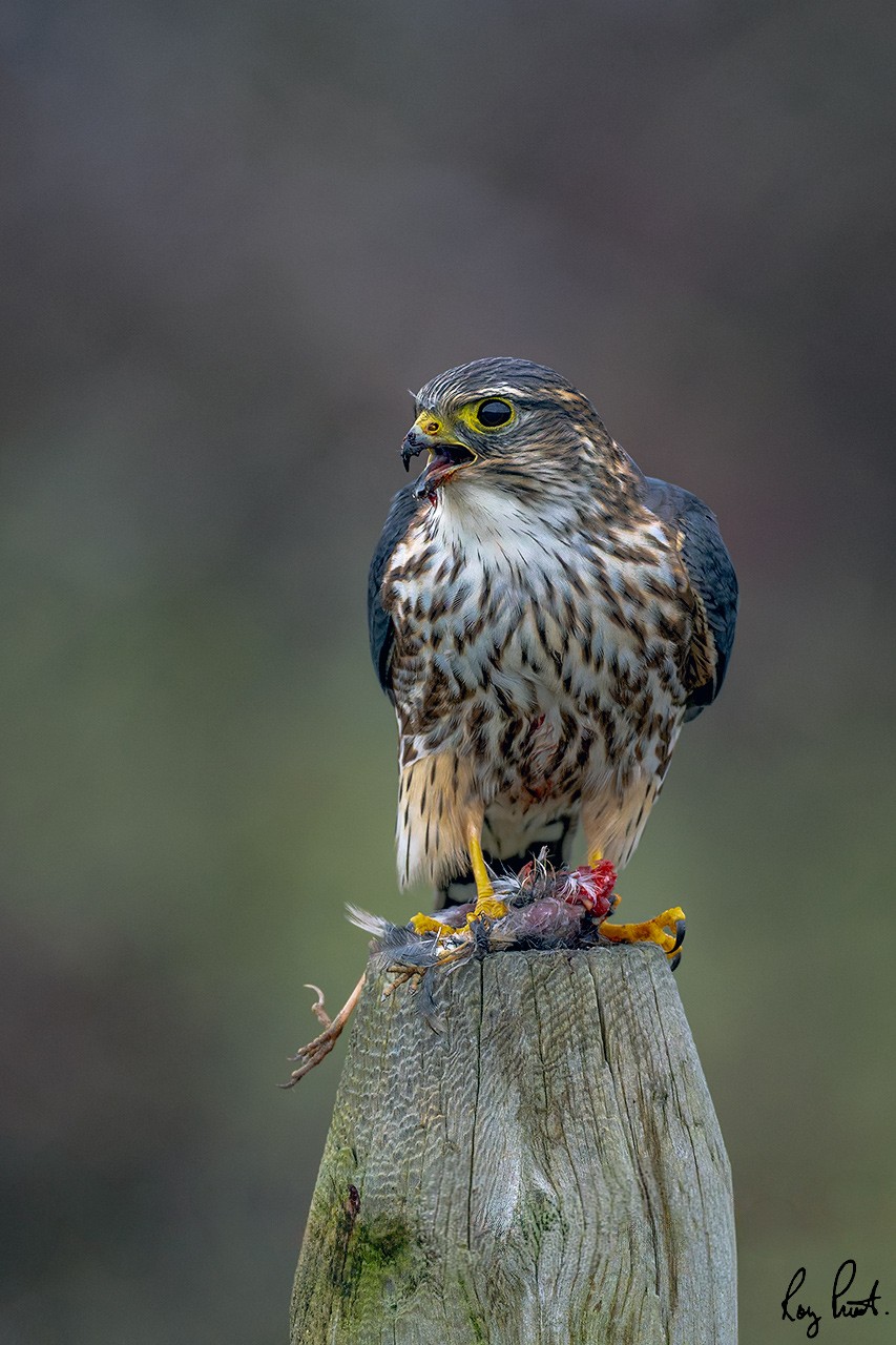 Merlin-ROY-A1-6014-DxO_DeepPRIME-XD3.jpg