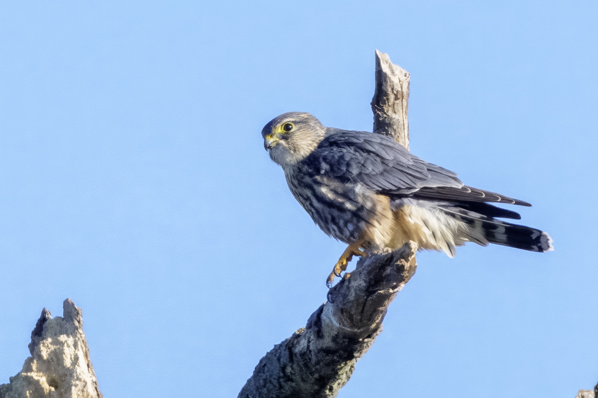 Merlin02.jpg