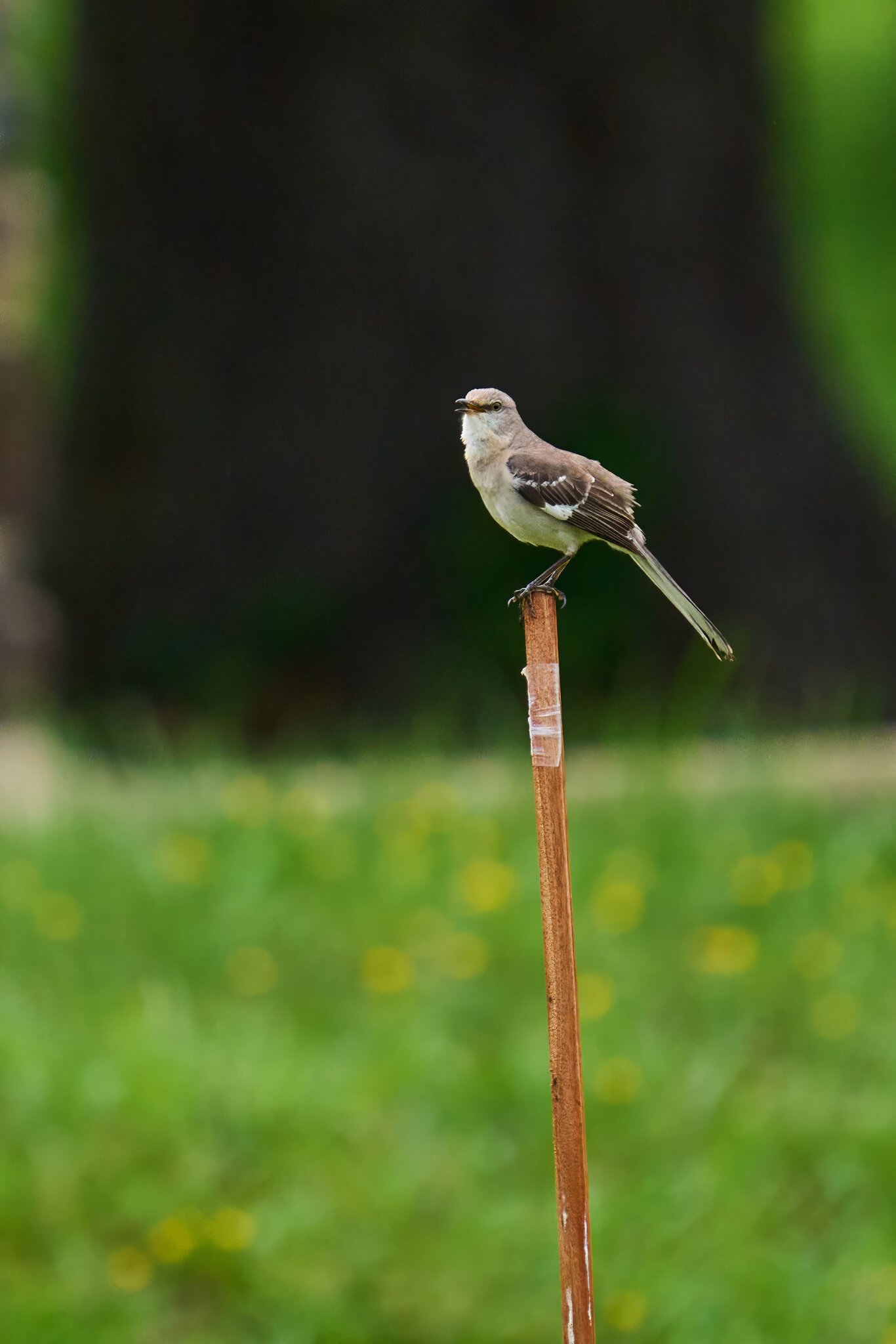 Mocking Bird - 1st state - 05172025 - 01 - DN.jpg